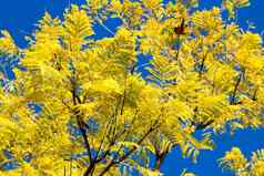 蓝花楹mimosifolia叶子蓝色的天空