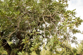 ceratonia长角果树花园西班牙