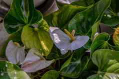 花烛属植物白色心形的花tailflower火烈鸟花拉塞利夫花园