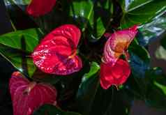 花烛属植物红色的心形的花tailflower火烈鸟花拉塞利夫花园
