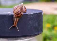 黑暗阿查蒂纳蜗牛棕色（的）条纹壳牌爬行黑色的钢平台