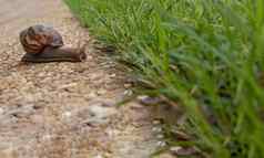 黑暗阿查蒂纳蜗牛棕色（的）条纹壳牌爬行绿色草