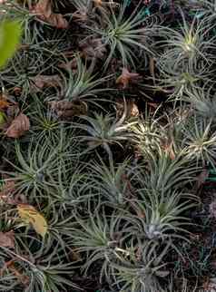 美丽的灰色的绿色植物Tillandsia空气植物