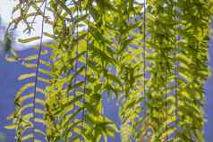 美丽的背景年轻的绿色蕨类植物叶子阳光完美的自然蕨类植物模式