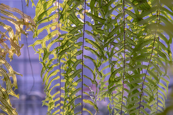 美丽的背景年轻的绿色<strong>蕨类植物</strong>叶子阳光完美的自然<strong>蕨类植物</strong>模式