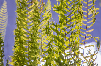 美丽的背景年轻的绿色蕨类植物叶子阳光完美的自然蕨类植物模式