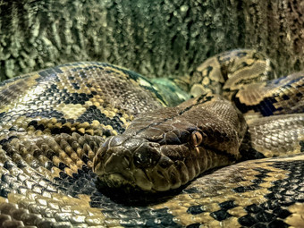关闭最长的蛇世界亚洲巨大的网状的python安静地睡着了卷环