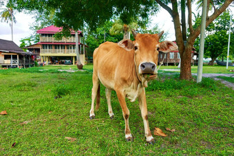 美丽的黄色的牛啃食草地前面房子农场热带岛