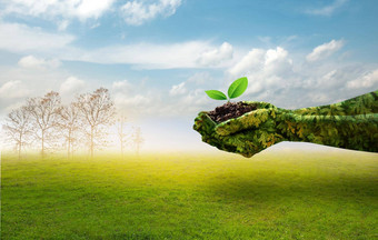 绿色手持有树日益增长的分支机构树绿色场背景健康环境概念