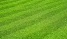 绿色新鲜的草草坪上足球场
