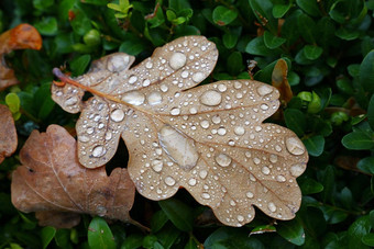 下降秋天橡木叶子雨滴草