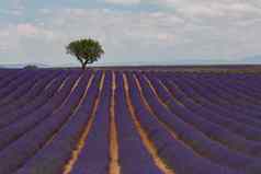 紫色的薰衣草场普罗旺斯