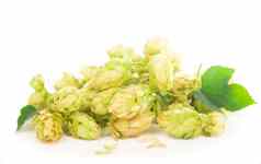 绿色跳视锥细胞孤立的白色酝酿自然啤酒生产