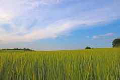 绿色年轻的小麦场春天阳光明媚的一天农村