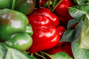 美丽的大日益增长的甜蜜的辣椒特写镜头新鲜的多汁的红色的红辣椒包围绿色辣椒成熟的农业大甜蜜的辣椒好收获