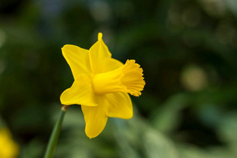 花床上黄色的水仙花<strong>盛开</strong>的春天花园春天水仙花类型布鲁姆花园<strong>盛开</strong>的水仙花<strong>盛开</strong>的水仙花春天