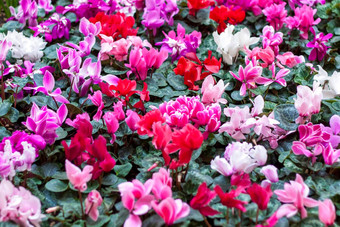 花地毯红色的粉红色的仙客来persicum植物春天花园春天仙客来颜色布鲁姆花园盛开的仙客来春天花