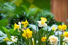 花床上黄色的水仙花盛开的春天花园春天水仙花类型布鲁姆花园盛开的水仙花盛开的水仙花春天