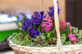 美丽的花安排色彩斑斓的风信子柳条篮子花安排表格概念假期卡花束礼物