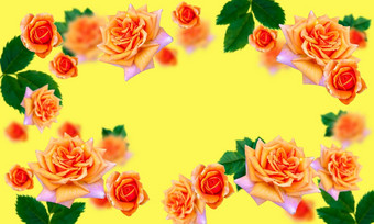 橙色玫瑰固体黄色的背景的地方三维空间概念横幅背景壁纸空间文本