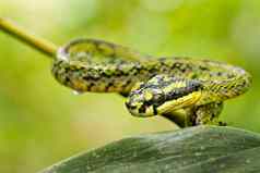 斯里兰卡斯里兰卡绿色坑毒蛇sinharaja国家公园雨森林斯里兰卡斯里兰卡