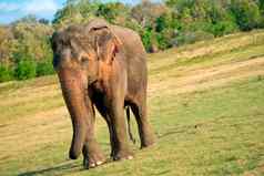 斯里兰卡斯里兰卡大象威尔帕图国家公园斯里兰卡斯里兰卡