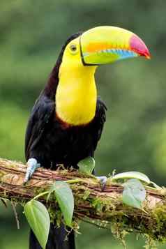 龙骨嘴巨嘴鸟热带热带雨林科斯塔黎加