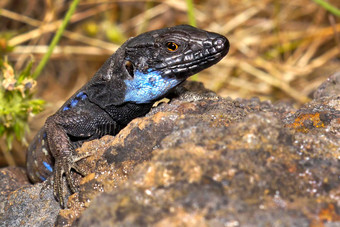 棕榈蜥蜴<strong>相当</strong>大的蜥蜴火山口taburiente国家公园金丝雀岛屿西班牙