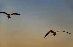海鸥飞行传播翅膀天空晚上