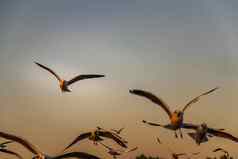 集团海鸥飞行传播翅膀天空晚上