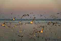 集团海鸥飞行日落低潮爆炸海边