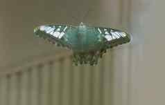 蝴蝶传播翅膀栖息窗口玻璃