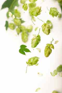 新鲜的绿色跳分支孤立的白色背景跳视锥细胞使啤酒面包