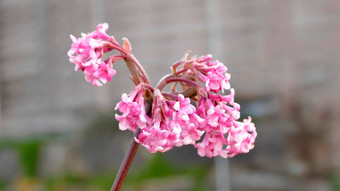 bodnant荚<strong>莲</strong>属的植物花花园早期春天