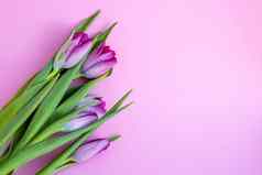精致的淡紫色郁金香粉红色的背景问候卡壁纸背景快乐母亲的一天复活节情人节一天婚礼空间文本