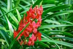 美丽的热带红色的分支兰花花蝴蝶 兰家庭兰科花园