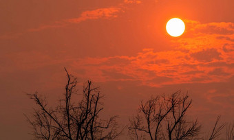 轮廓无叶的树轮太阳日落天空死树红色的日落天空背景和平宁静的死亡摘要背景自然分支机构模式自然景观夏天天空