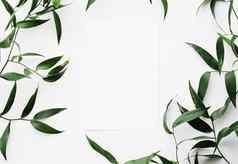 空白白色卡绿色叶子白色背景植物框架平铺婚礼邀请假期品牌平躺设计