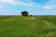 美丽的年轻的绿色小麦场阳光明媚的夏天一天农村
