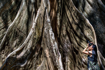 年轻的女人肩膀袋相机照片巨大的大树大小比较人类巨大的大树禁止萨南乌泰他尼府省