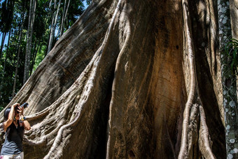 年轻的女人肩膀袋相机照片巨大的大树大小比较人类巨大的大树禁止萨南乌泰他尼府省泰国
