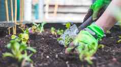 城市园艺女人种植新鲜的蔬菜草本植物富有成果的土壤花园提高了床上