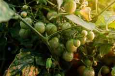 很多绿色樱桃西红柿成熟温室阳光迷你西红柿束美味的多汁的西红柿花园照片日益增长的健康的有机西红柿花园