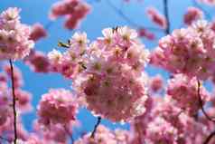 樱桃开花阳光明媚的春天一天