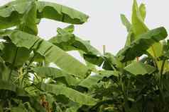 丛林热带香蕉叶