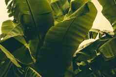 丛林热带香蕉叶