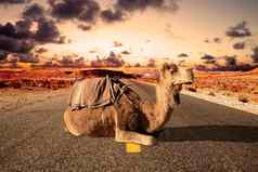 路旅行冒险摩洛哥景观单峰骆驼骑