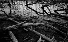 死树退化红树林森林环境危机谋杀改变污染沉积退化破坏红树林森林沿海危机黑暗背景死亡