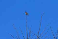 小鸟麻雀坐在分支前树灌木蓝色的天空