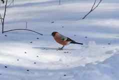 红色的红腹灰雀坐着雪